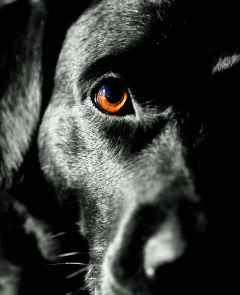 黑犬 — 图库照片