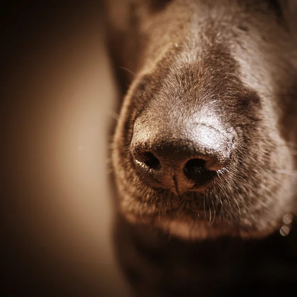 Hundenase über Dunkelheit — Stockfoto