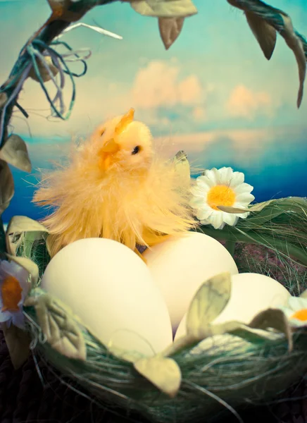 Kuřátka a vejce v hnízdě — Stock fotografie