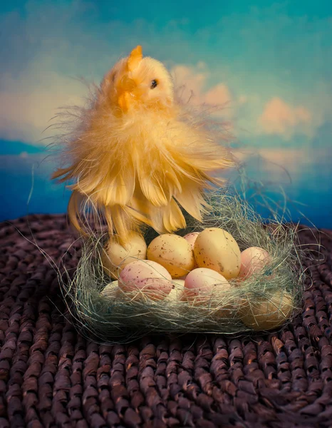 ひよこと卵の巣 — ストック写真