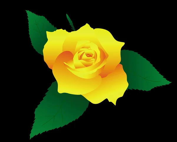 Yellow rose — Stock Vector