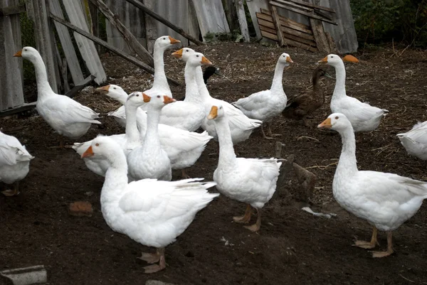 stock image Poultry