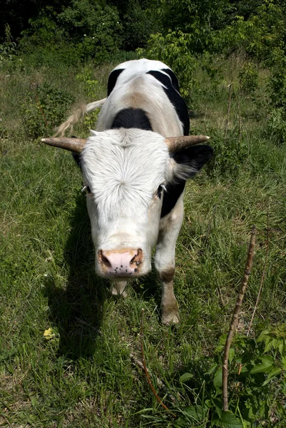 Een jonge stier — Stockfoto