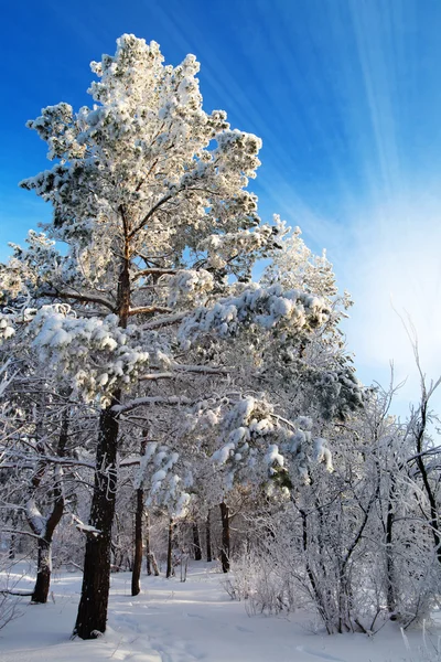 Zimowy Las, drzewa, pokryte rym — Zdjęcie stockowe