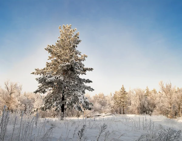 Bosco invernale, alberi coperti di rima — Foto Stock