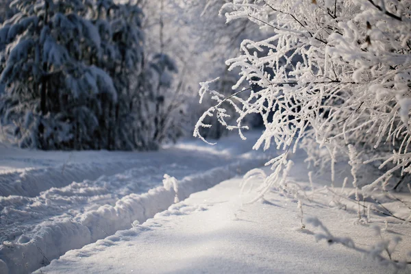 Χειμώνας δάσος, δέντρα καλυμμένα με την πάχνη — Φωτογραφία Αρχείου