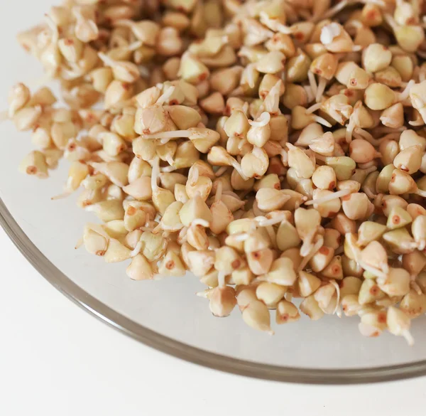 Sprouts and a very useful green buckwheat — Stock Photo, Image