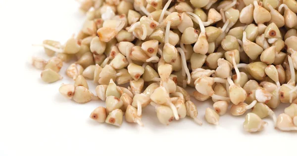 Sprouts and a very useful green buckwheat — Stock Photo, Image