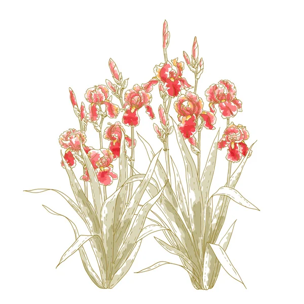 Iris flowers bush on white backgrond — Stock Vector