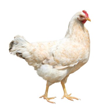 Hen isolated on white background clipart