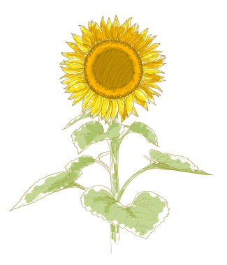 Hand-drawing sunflower clipart