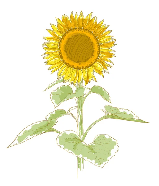 Rysunek słonecznik — Wektor stockowy