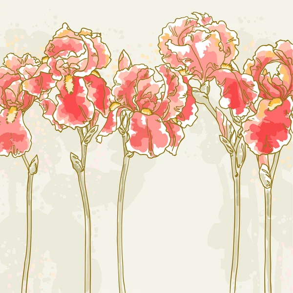 Hintergrund mit roten Irisblüten — Stockvektor