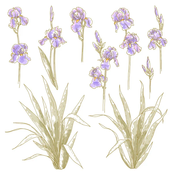 Collectie van iris bloemen — Stockvector