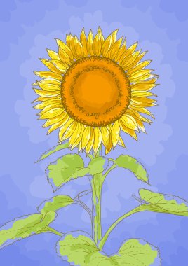 Sunflower and blue sky clipart