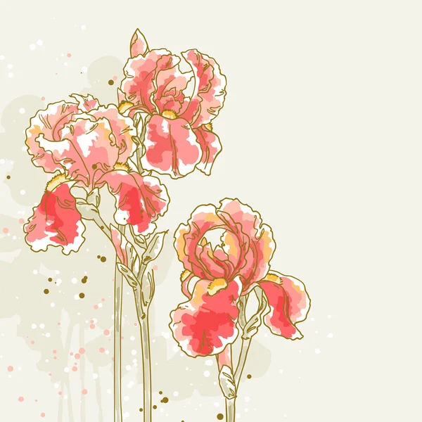 3 つの赤いアイリスの花の背景 — ストックベクタ