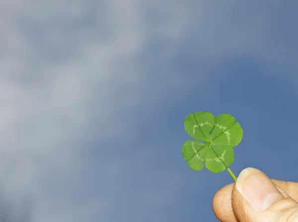 stock image Holding a four leaf clover to the sky