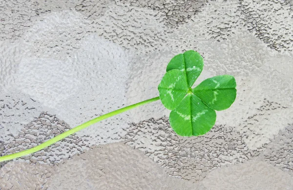 stock image Four leaf clover