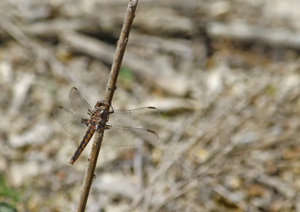 Young Dragonfly — Stock Photo, Image