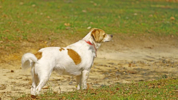 Arriscado o Terrier — Fotografia de Stock