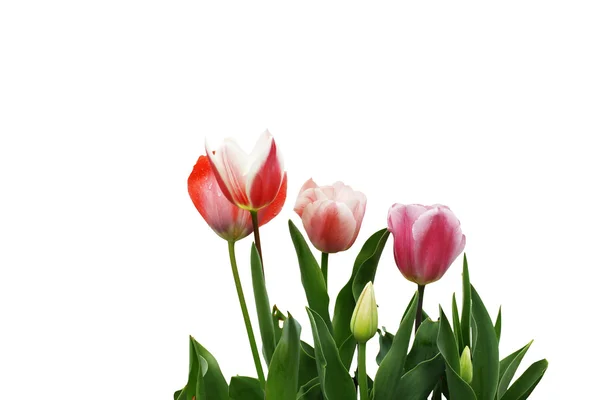 Tulipani isolati — Foto Stock