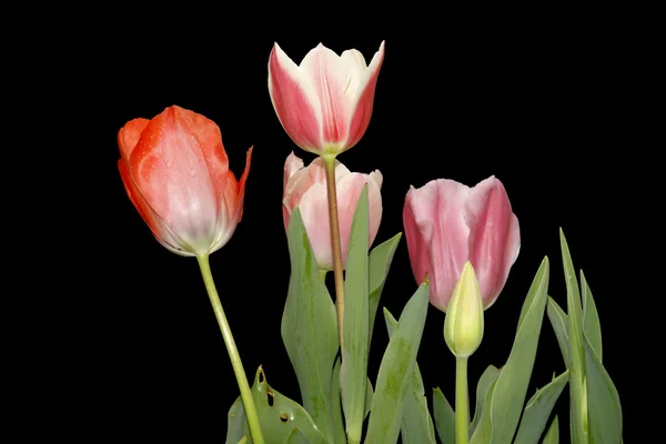 Чотири тюльпани — стокове фото