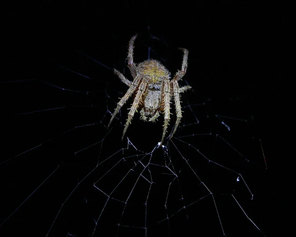 Noční pavouk — Stock fotografie