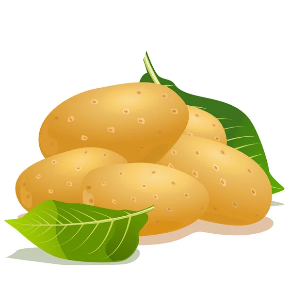 Ziemniak wektorowy i liść zielony — Wektor stockowy