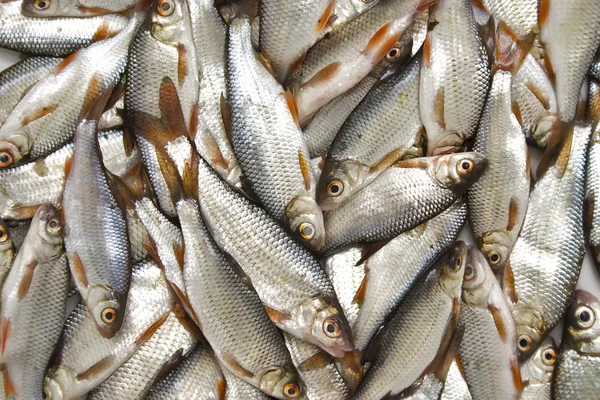 stock image Background of small fishes