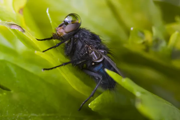 stock image The fly