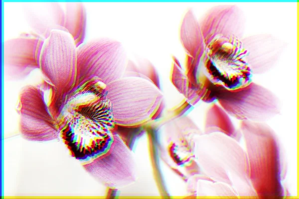 Orquídea resumo — Fotografia de Stock