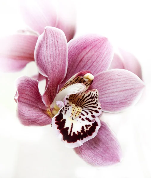 Квітка орхідеї Стокове Зображення