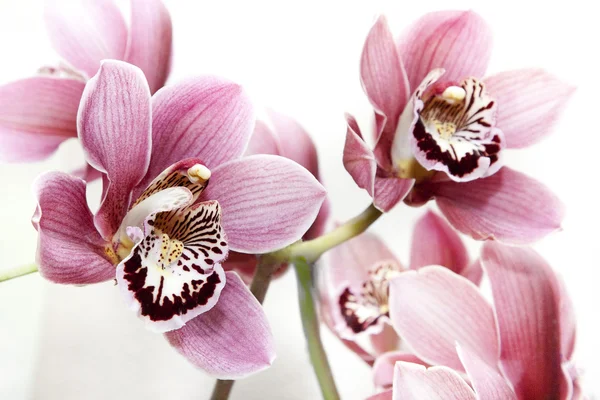 Orquídea flor Fotos de stock libres de derechos
