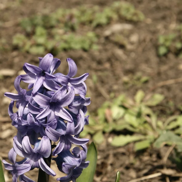 Душистый гиацинтовый цветок в саду — стоковое фото