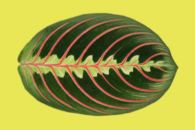 Maranta plant leaf clipart