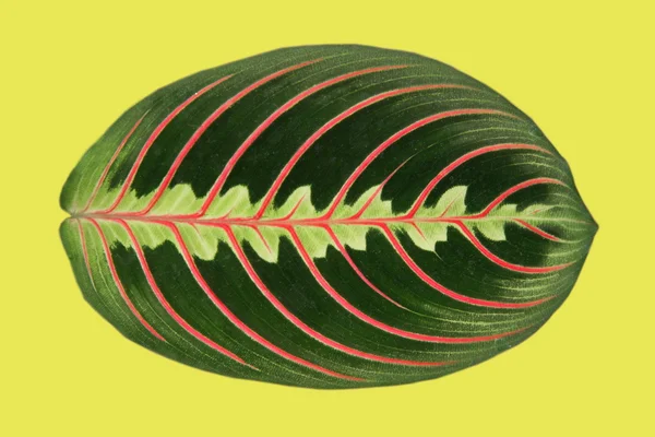 stock image Maranta plant leaf