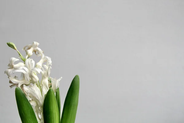 Квітки білий Гіацинт — стокове фото