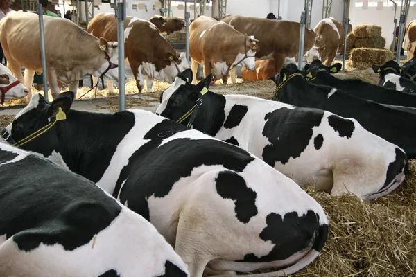 Cattle farm — Stock Photo, Image