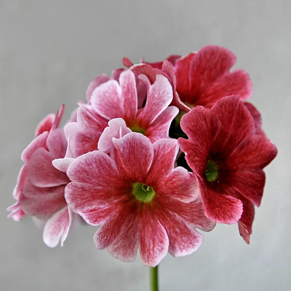 Růžový Petrklíč květ — Stock fotografie