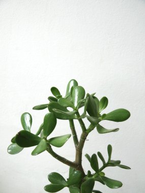 Crassula plant clipart