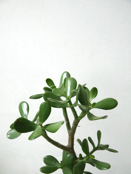 stock image Crassula plant