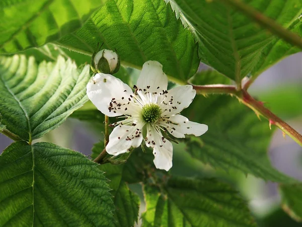 Blackberry blossom — Stock Photo, Image