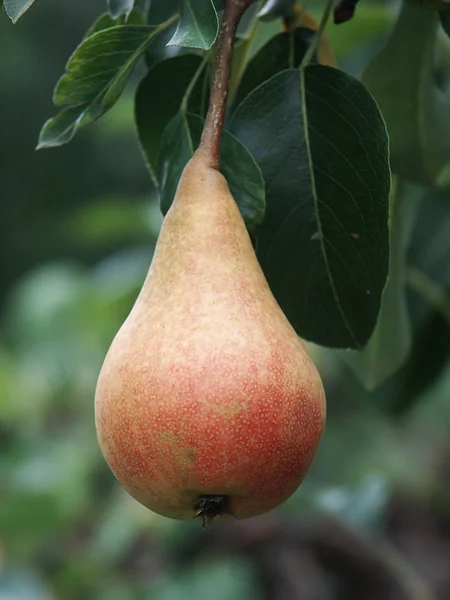 Pear hang up — Stock Photo, Image