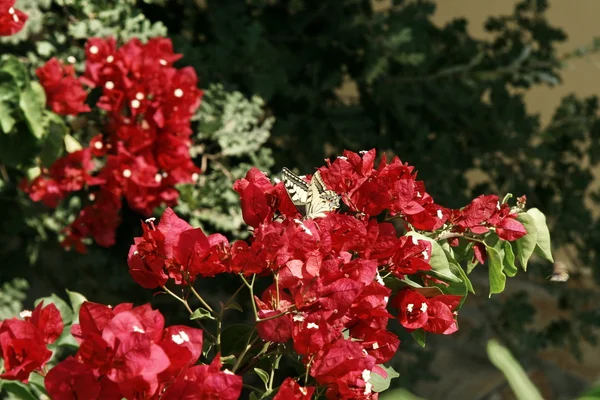 Средиземноморские красные цветы - bougainvillea — стоковое фото