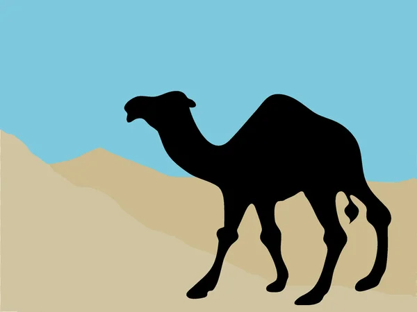 Kamelsilhuett i ørkenen – stockfoto