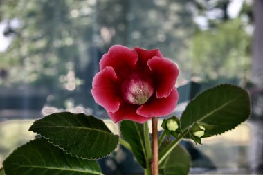 Gloxinia on the window clipart