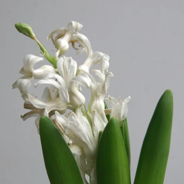 Квітка гіацинту крупним планом — стокове фото