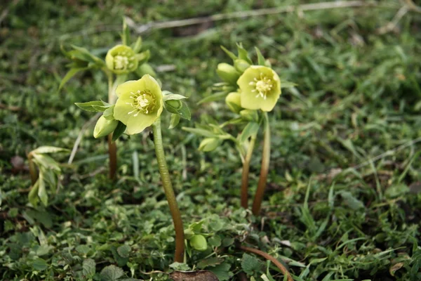 Helleborus (Ranunculaceae) tavasszal — Stock Fotó