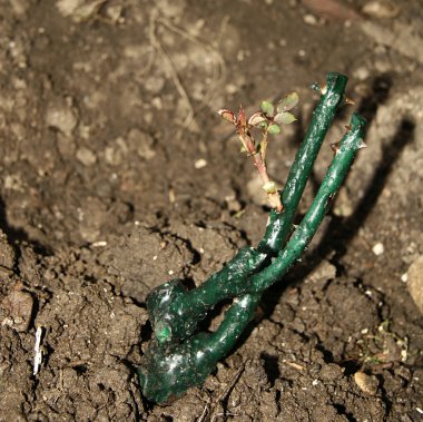 Gül büyüyen genç bud