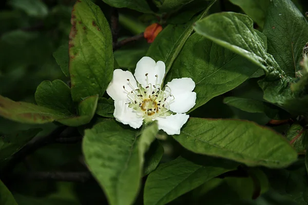 Blackberry dans la fleur — Photo